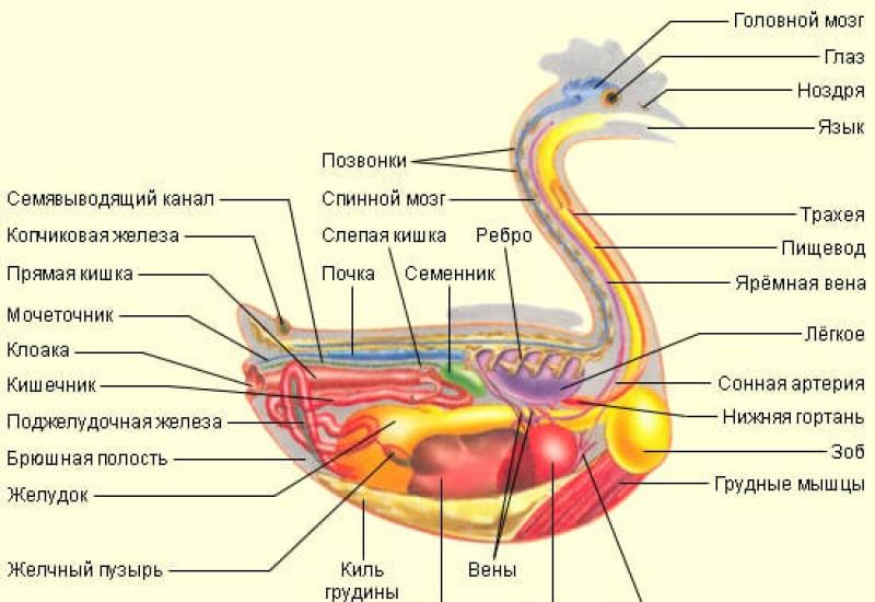Куриная анатомия от а до я Анатомия птицы органы