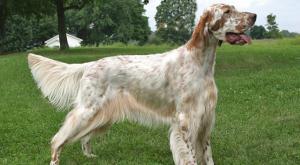 Английские породы собак: полный обзор с фотографиями и названиями Фото и названия других английских пород собак