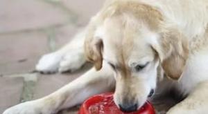 Собака пьёт много воды – тревожный симптом или норма физиологии животного