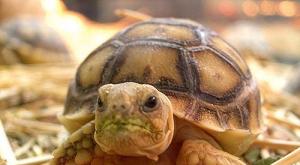 Уход за черепахой в домашних условиях Уход за черепашками в домашних условиях