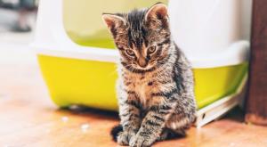 Запор у кошки: причины и лечение в домашних условиях