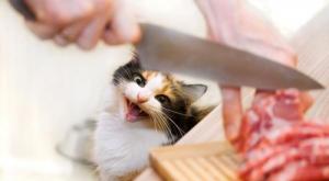Рекомендации, сколько раз кормить в день кота в зависимости от веса и вида корма Можно ли кормить кота