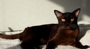 Бурманская кошка в обзоре породы с разбором характеристик