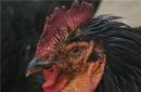 Пастереллез птиц (холера птиц) (pasterellosis) Пастереллез у индюшат симптомы