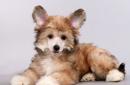 Китайская хохлатая собака - описание, характер и фото породы