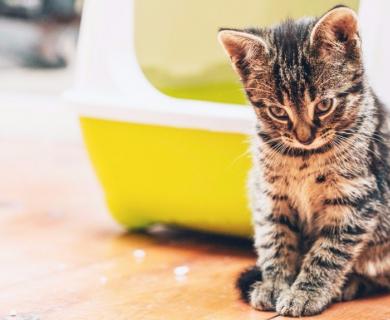 Запор у кошки: причины и лечение в домашних условиях