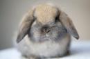 Разведение кроликов на мясо – перспективное направление кролиководства